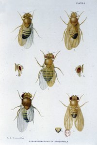 Abeilles - 在“对黑腹果蝇遗传学的贡献”中，Thomas H. Morgan 作者 美国学校