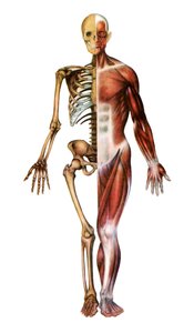 人体骨骼和肌肉的解剖图谱 作者 美国学校