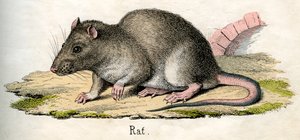 Antique Print of a Rat 作者 美国学校