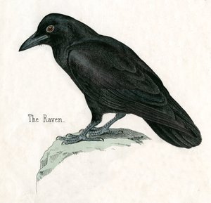 Antique Print of a Raven 作者 美国学校