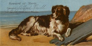 在海滩的博德牧羊犬狗 作者 美国学校