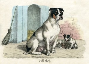 斗牛犬，来自《动物的自然史》。 作者 美国学校