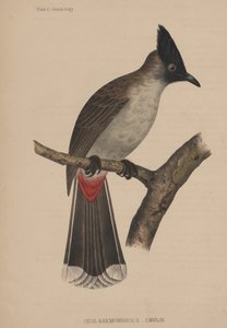 Ixos Haemorrhous（Gmelin） 作者 美国学校
