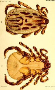 Male Dermacentor reticulatus, illustration from "Cattle ticks (Ixodoidea) of the United States" 作者 美国学校