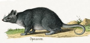 Opossum, from The Natural History of Animals 作者 美国学校
