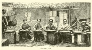 排序茶 作者 美国学校