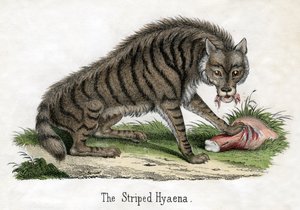 Striped Hyena, from The Natural History of Animals 作者 美国学校