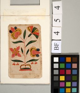 研究花 作者 美国学校