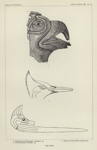 鸟 作者 美国学校