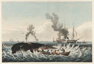 鲸鱼渔业 - 攻击 "右 "鲸和 "切入", 出版。1860年（彩色平版印刷）。 作者 美国学校