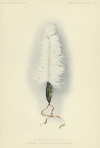 提拉瓦的羽毛标志（彩色石版画） 作者 美国学校
