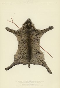 野猫皮和胯下的棍子，仪式休息时将两根羽毛茎插在上面（彩色石版）。 作者 美国学校