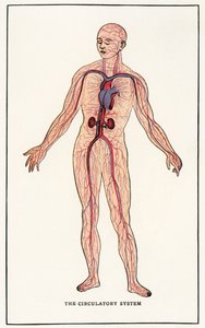 人类循环系统的复古解剖图片 作者 美国学校