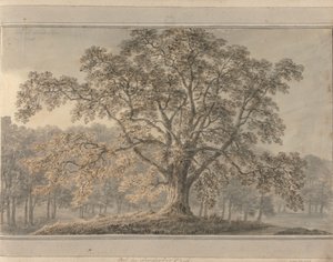 英格兰、苏格兰和威尔士的风景：朗德斯布罗公园的白蜡树，1800 年 5 月