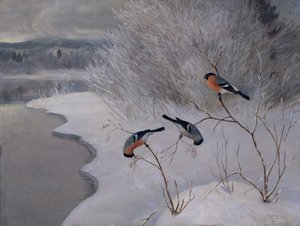 牛翅雀 作者 安德斯·康斯鲁德