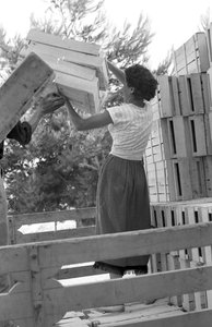 苦葡萄--一天的开始 作者 