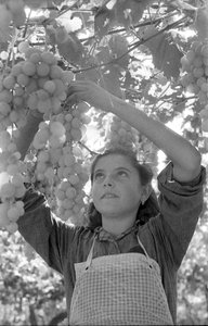 苦葡萄--非常年轻的佩尔戈罗娜 作者 