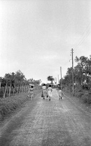 苦涩的葡萄--走向分配的岗位 作者 