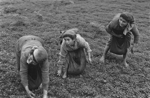 女性工作：收集卡拉布里亚的橄榄果 作者 