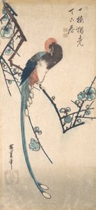 长尾鸟。 作者 安藤广重