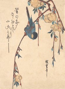 垂枝樱。