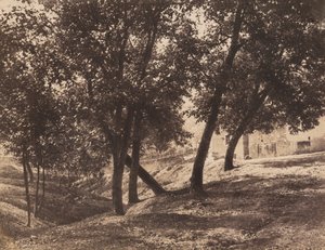 树木，约1855年。