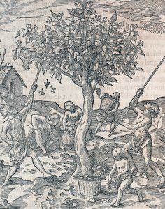 爪哇岛上的胡椒收割，安德烈-特维特（1504-1592）的《世界宇宙论》中的雕刻，巴黎 作者 Andre Thevet