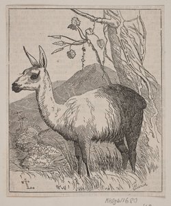En lama 作者 安德鲁·弗林奇