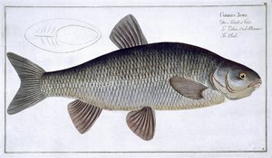 Chub（Cyprinus Jeses）来自&39;Ichthyology，或一般和特殊的鱼类自然历史&39;的板块，由Marcus Elieser Bloch（1723-99），由Gabriel Bodenehr（1673-1766）雕刻，出版c 作者 安德鲁·路德维希·克鲁格