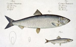 鲱鱼（Clupea Harengus）（图1）和Sprat（Clupea Sprattus）平面的XXIX来自&39;鱼类学，或一般和特殊的鱼类自然历史&39;，由Marcus Elieser Bloch（1723-99）雕刻