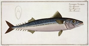 鲭鱼（Scomber Scomber）来自&39;鱼类学，或一般和特殊的鱼类自然历史&39;的扁平LIV，由Marcus Elieser Bloch（1723-99），由Gabriel Bodenehr（1673-1766）刻，publ 作者 安德鲁·路德维希·克鲁格