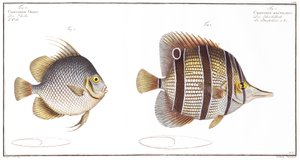 Orb鱼：和鱼，由Black出版，c.1790（打印）