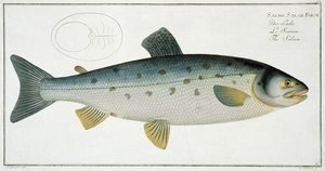 三叶草（Salmo Salar）来自&39;鱼类学，或一般和特殊的鱼类自然历史&39;的平面XX，由Marcus Elieser Bloch（1723-99），由Gabriel Bodenehr（1673-1766）雕刻，出版c