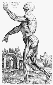 肌肉的第二板块，来自《人体结构学》第二册，1543年