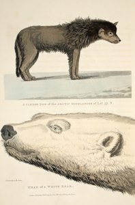 北极高地的雪橇犬和白熊的头像，来自&39;发现之旅......&39;的插图，1819年 作者 安德鲁·莫兹·斯科内（Andrew Motz Skene）