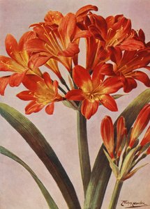 Clivia Miniata，长期以来被称为 Imantophyllum Miniatum（彩色石版）。