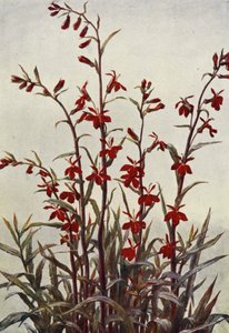龙柏红雀（彩色石版画）