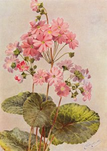 报春花（彩色平版）