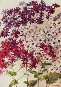 Star Cinerarias（彩色石版印刷） 作者 安吉洛·费尔法克斯·穆克利