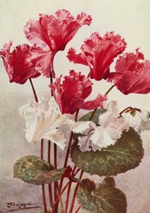 蝴蝶仙客来（彩色石版画）