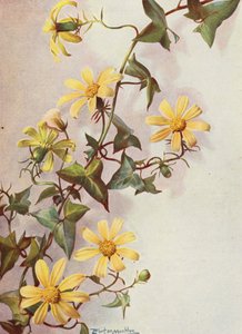 黄角常春藤，Senecio Macroglossus（彩色石版画）