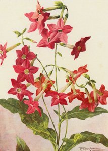 美丽的烟草植物 Nicotiana Sanderae（彩色石版画）