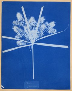 加勒比（美国） 作者 安娜·阿特金斯（Anna Atkins）
