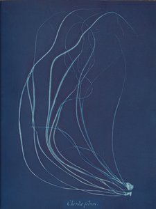 Chorda filum, 约1853年。 作者 安娜·阿特金斯（Anna Atkins）