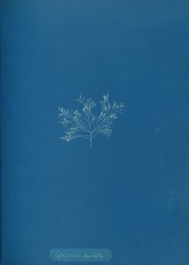 Cystoseira barbata, ca. 1853. 作者 安娜·阿特金斯（Anna Atkins）