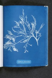 Cystoseira foeniculacea，摘自“英国藻类照片：蓝型印象”，出版于1843-53年 作者 安娜·阿特金斯（Anna Atkins）