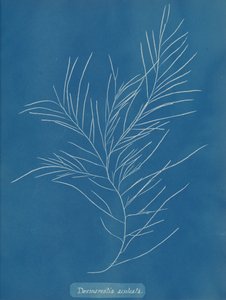 Desmarestia aculeata, ca. 1853. 作者 安娜·阿特金斯（Anna Atkins）