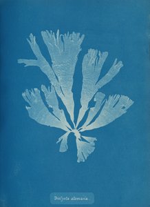 Dictyota atomaria, ca. 1853. 作者 安娜·阿特金斯（Anna Atkins）
