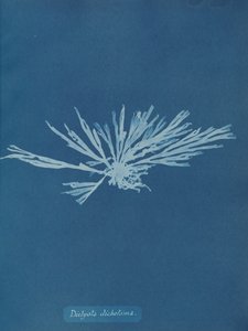 Dictyota dichotoma, ca. 1853. 作者 安娜·阿特金斯（Anna Atkins）