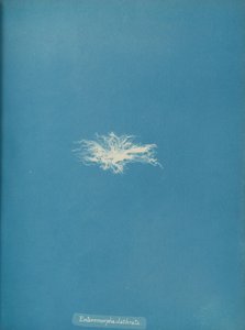 Enteromorpha clathrata, ca. 1853. 作者 安娜·阿特金斯（Anna Atkins）